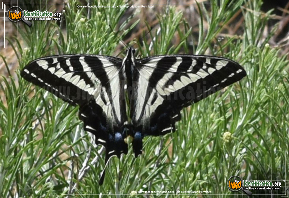 Full-sized image #2 of the Pale-Tiger-Swallowtail-Butterfly