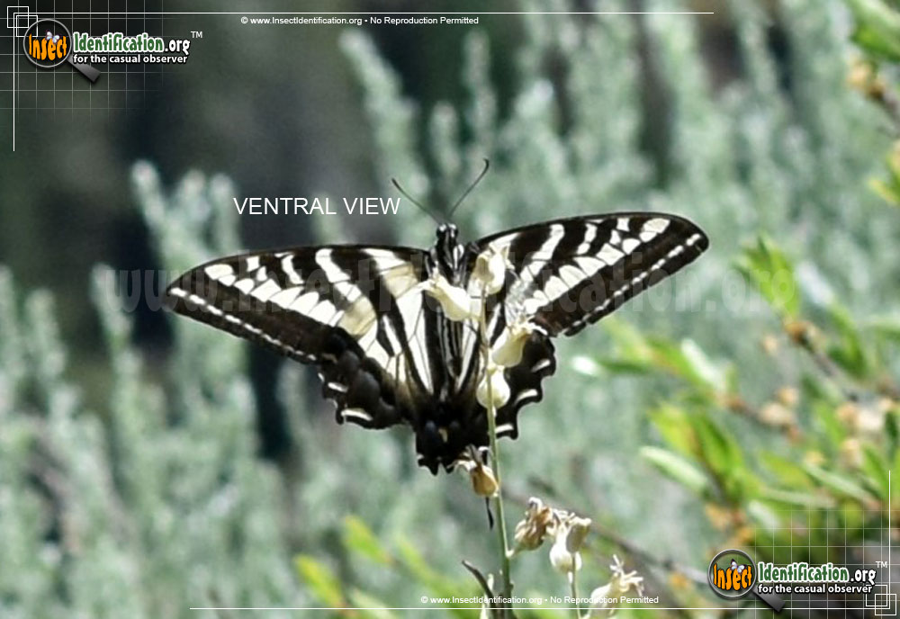 Full-sized image #3 of the Pale-Tiger-Swallowtail-Butterfly