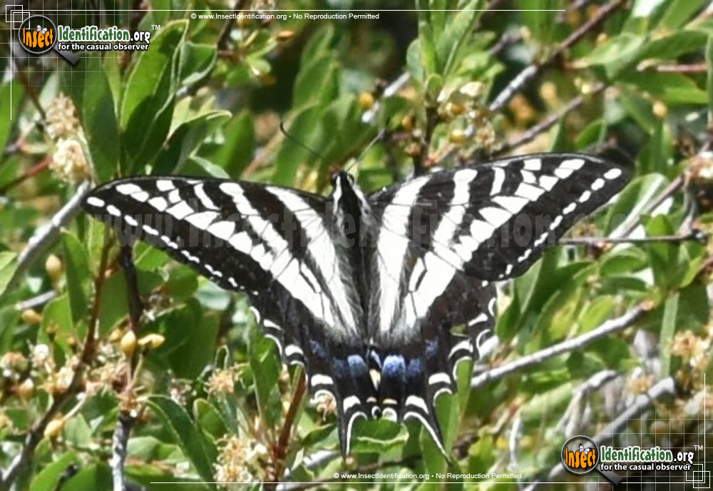 Full-sized image #4 of the Pale-Tiger-Swallowtail-Butterfly