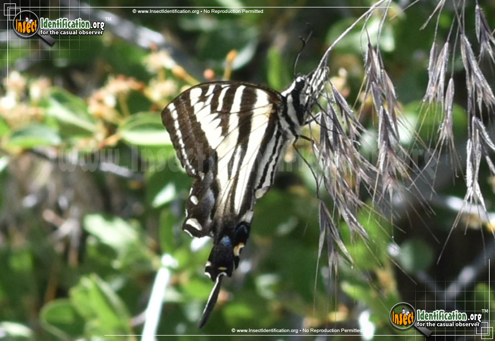 Full-sized image #5 of the Pale-Tiger-Swallowtail-Butterfly