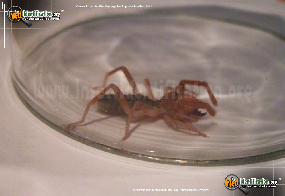 Full-sized image #9 of the Pale-Windscorpion