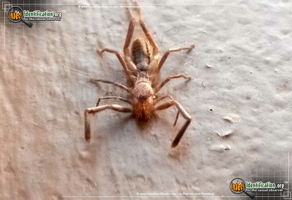Full-sized image #7 of the Pale-Windscorpion