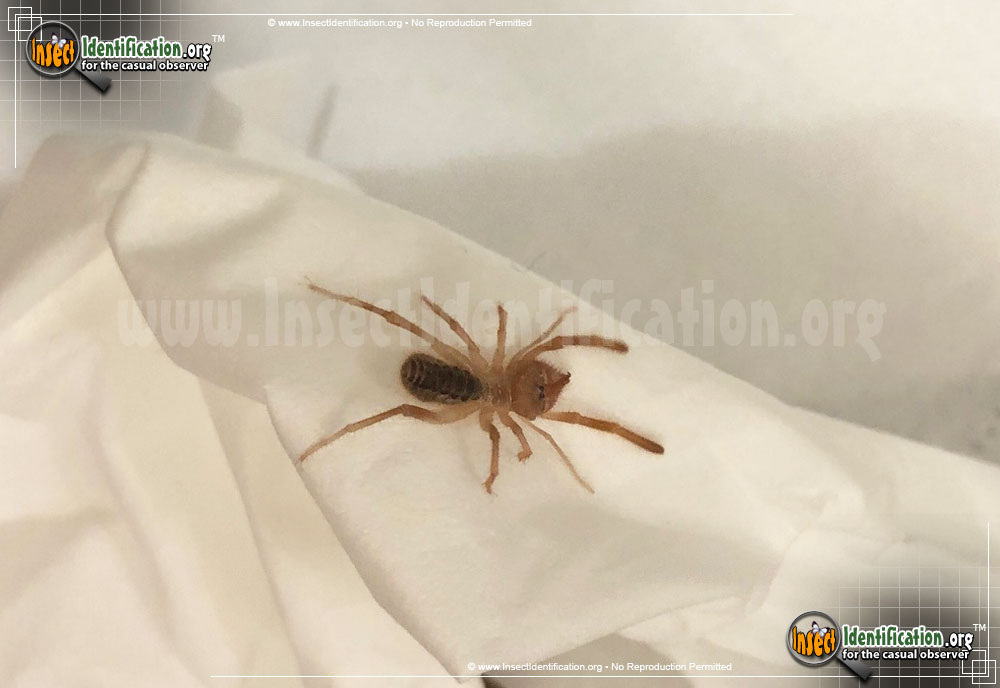 Full-sized image #13 of the Pale-Windscorpion