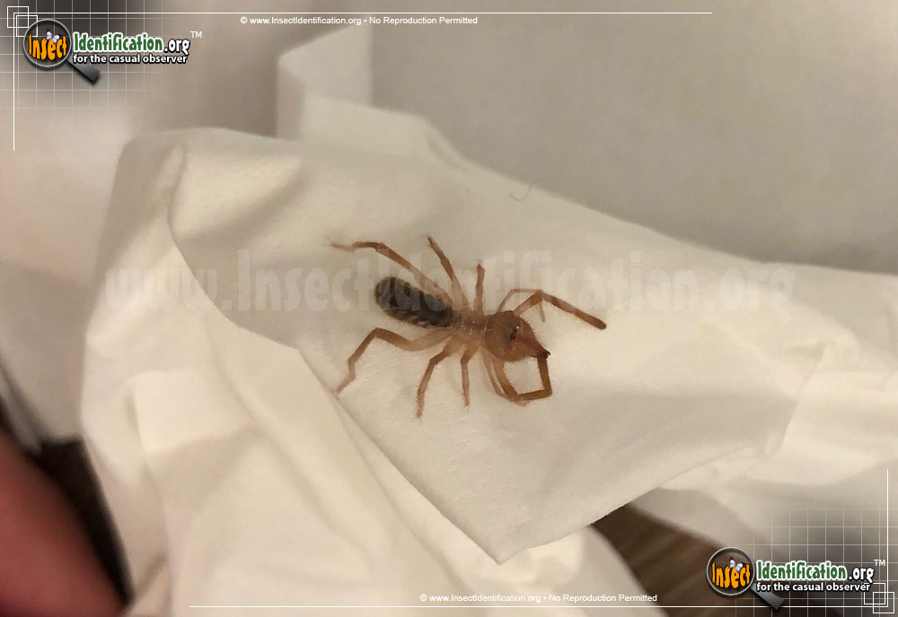 Full-sized image #10 of the Pale-Windscorpion