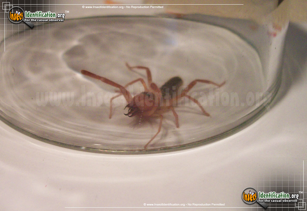 Full-sized image #3 of the Pale-Windscorpion