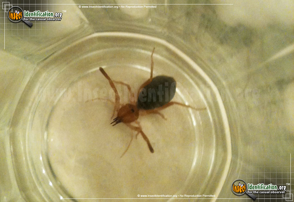 Full-sized image #8 of the Pale-Windscorpion