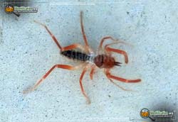 Full-sized image #4 of the Pale-Windscorpion