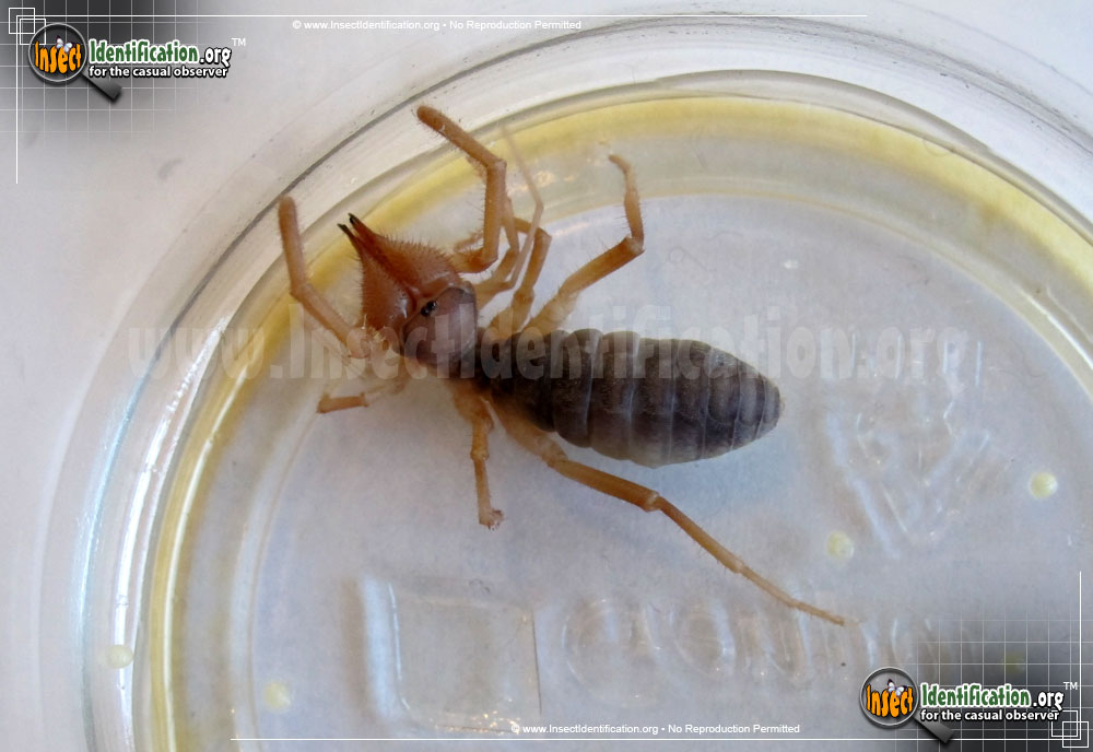 Full-sized image #12 of the Pale-Windscorpion