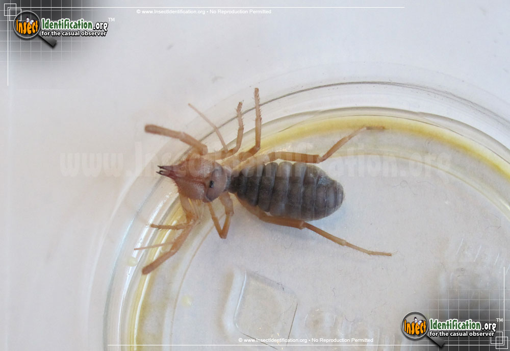 Full-sized image of the Pale-Windscorpion