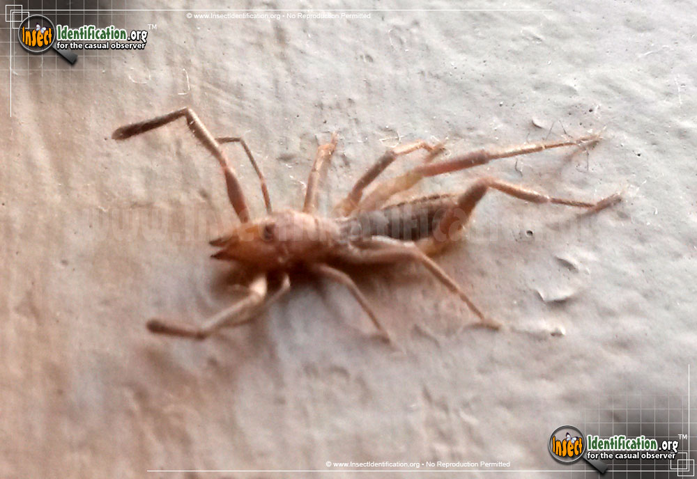 Full-sized image #5 of the Pale-Windscorpion