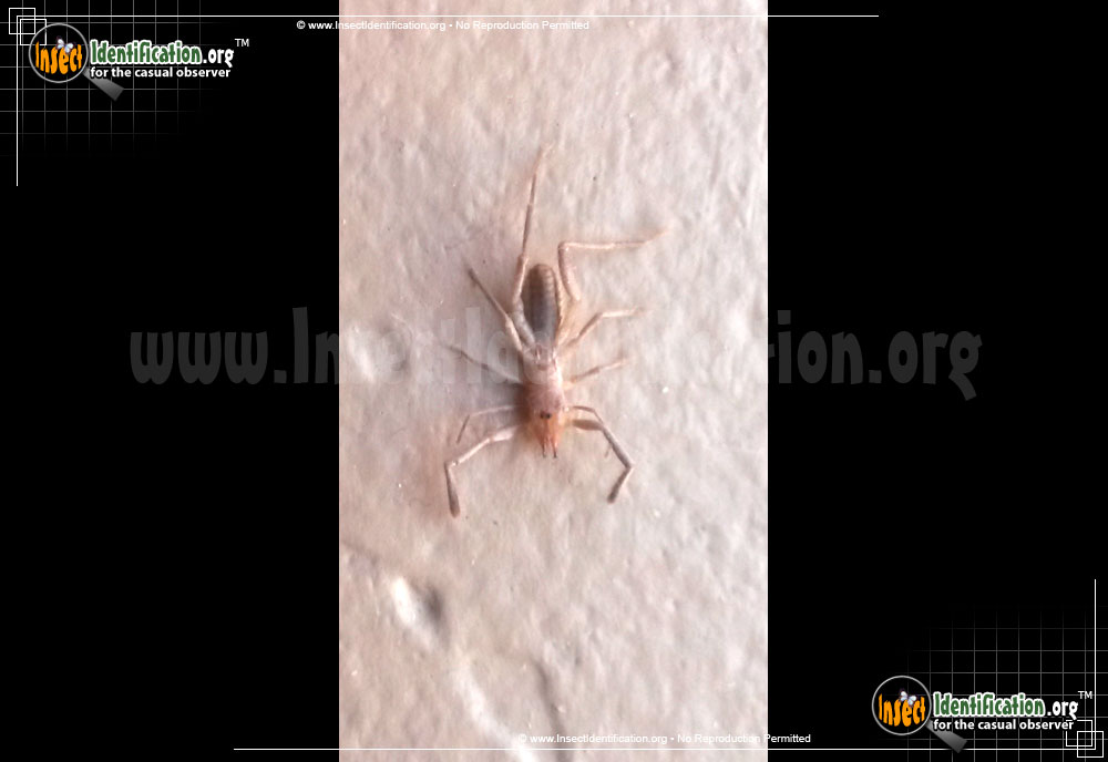 Full-sized image #2 of the Pale-Windscorpion