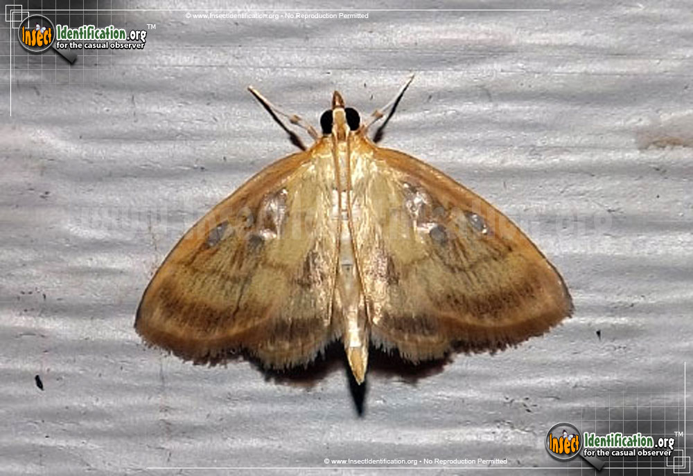 Full-sized image of the Pale-Winged-Crocidophora-Moth