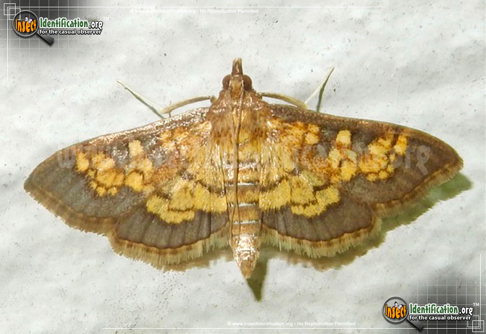 Full-sized image of the Paler-Diacme-Moth