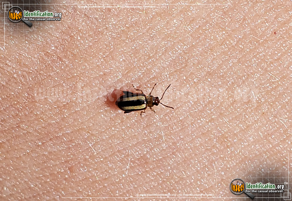 Pale Insect Palestriped Flea Beetle