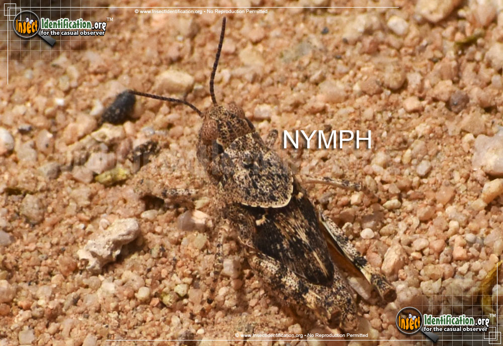 Full-sized image #7 of the Pallid-Winged-Grasshopper