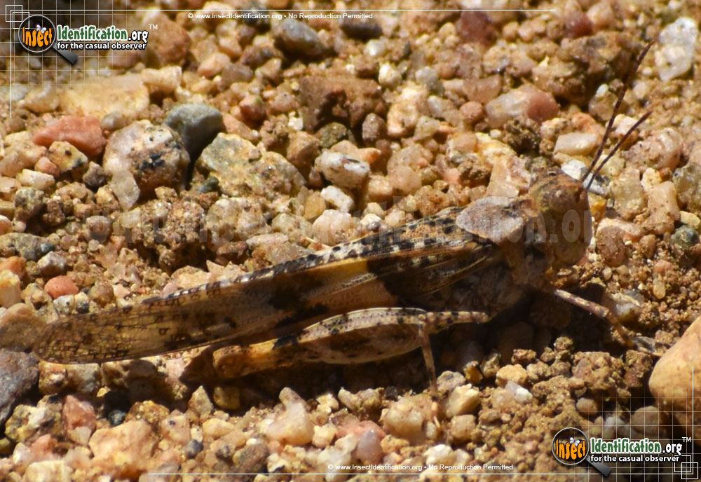 Full-sized image #8 of the Pallid-Winged-Grasshopper