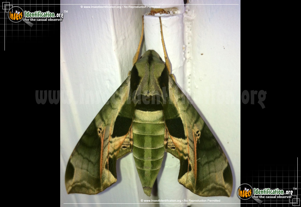 Full-sized image #13 of the Pandorus-Sphinx-Moth