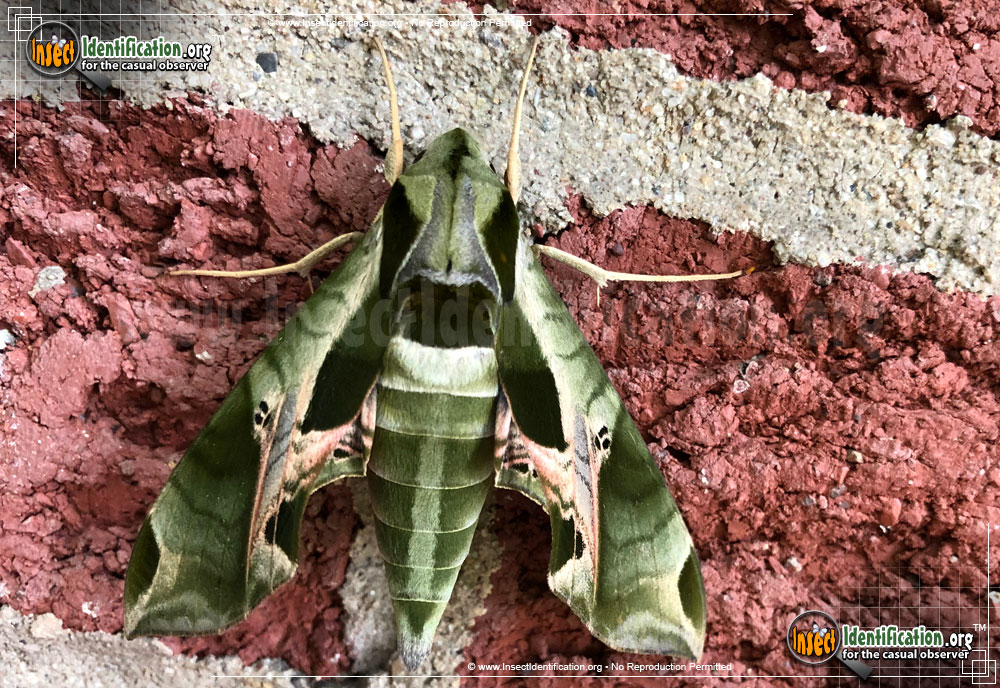 Full-sized image of the Pandorus-Sphinx-Moth