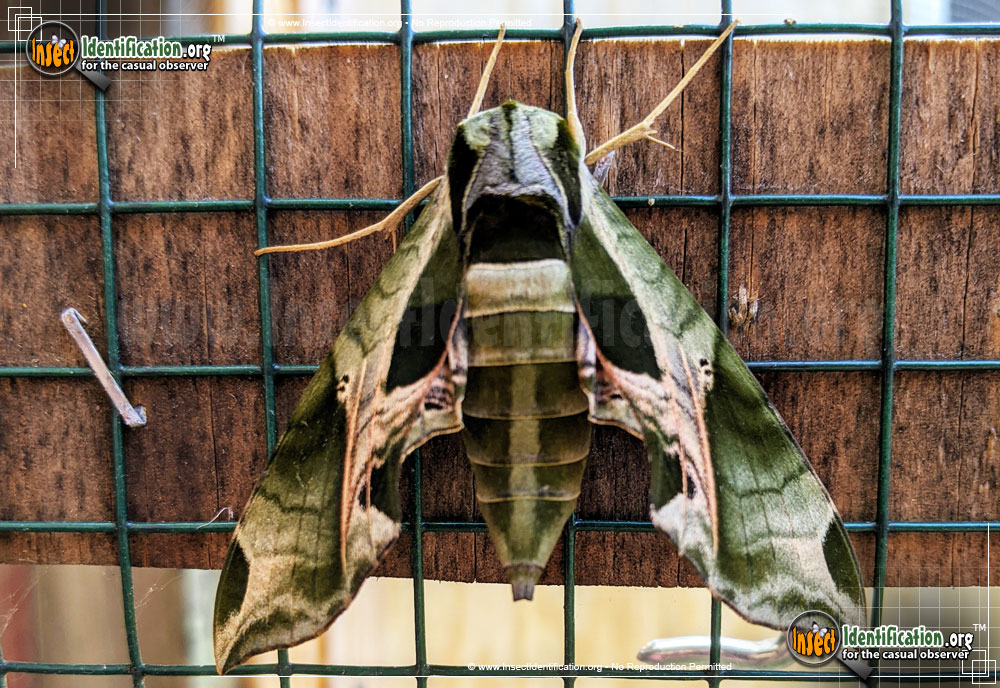 Full-sized image #4 of the Pandorus-Sphinx-Moth