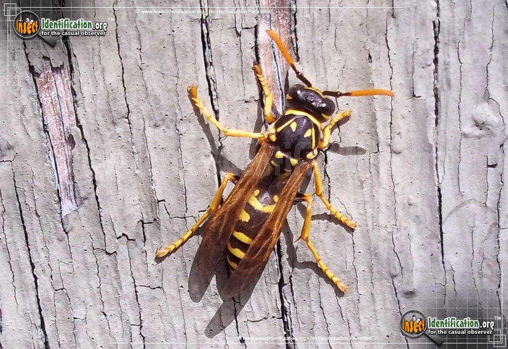 Full-sized image of the Paper-Wasp