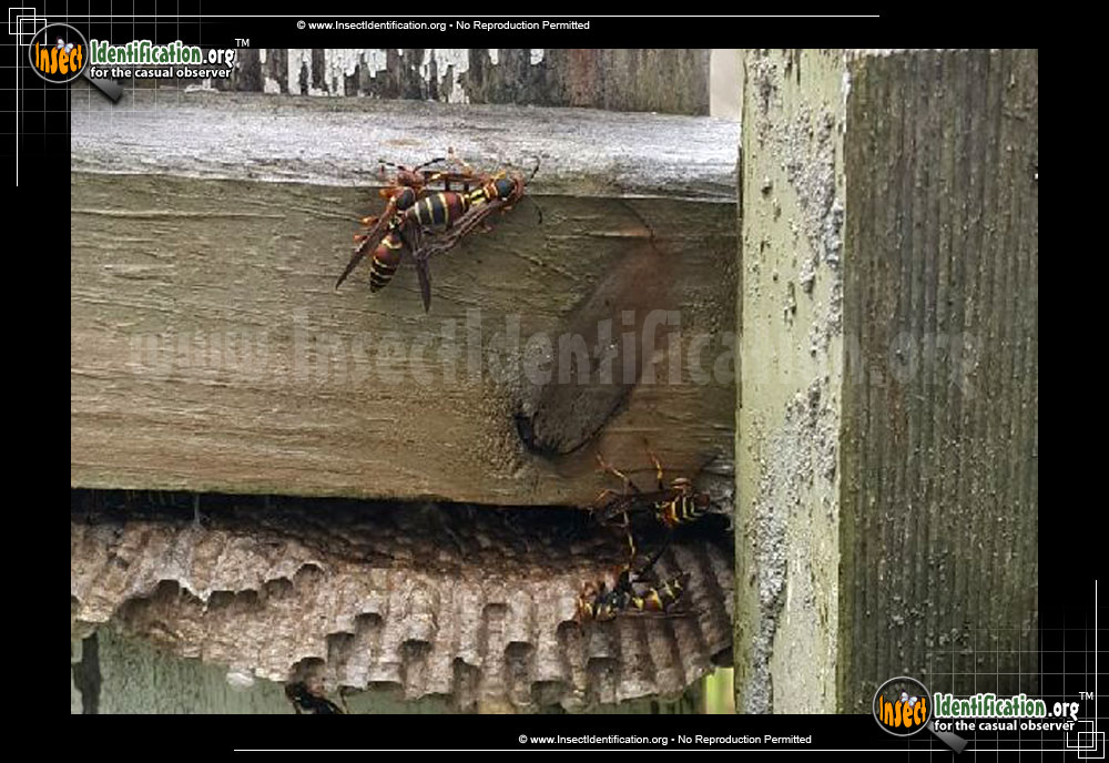 Full-sized image of the Paper-Wasp-Polistes-dorsalis