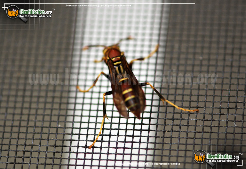 Full-sized image #9 of the Paper-Wasp