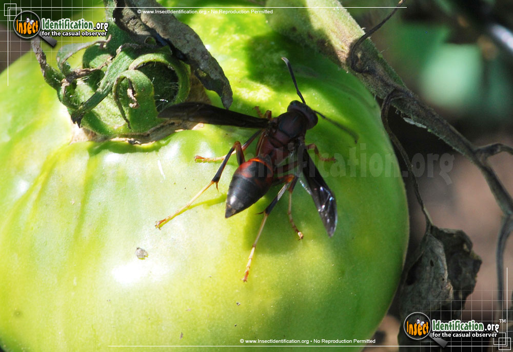 Full-sized image #5 of the Paper-Wasp