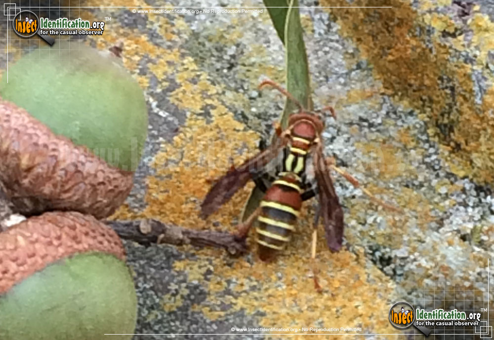 Full-sized image #3 of the Paper-Wasp