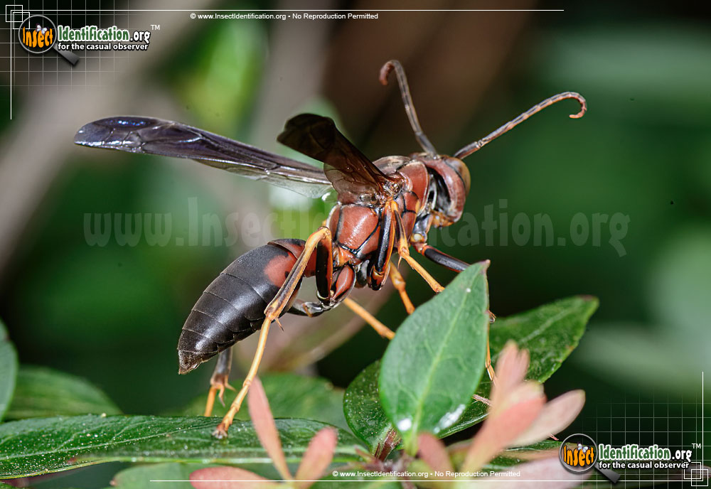 Full-sized image of the Paper-Wasp