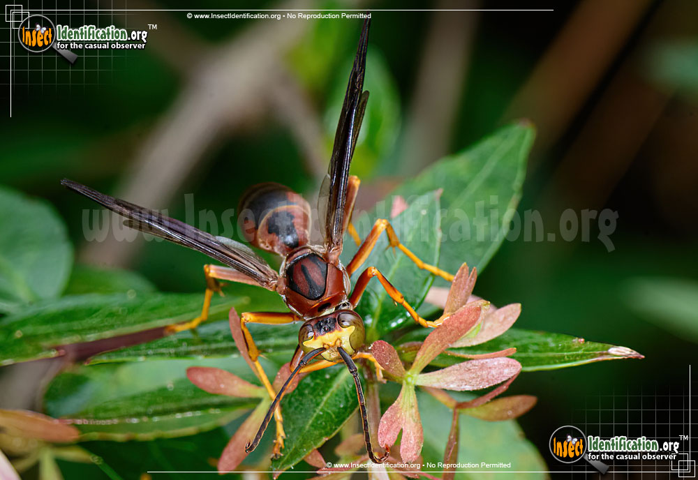 Full-sized image #2 of the Paper-Wasp
