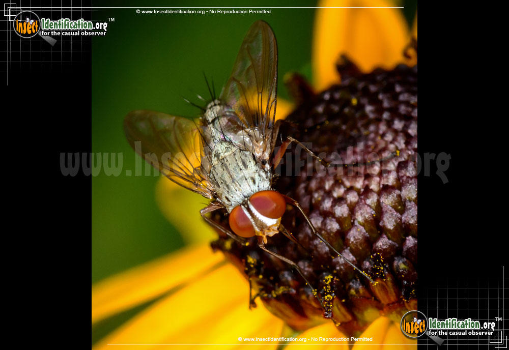 Full-sized image #3 of the Parasitic-Fly