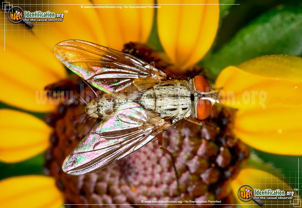 Full-sized image of the Parasitic-Fly