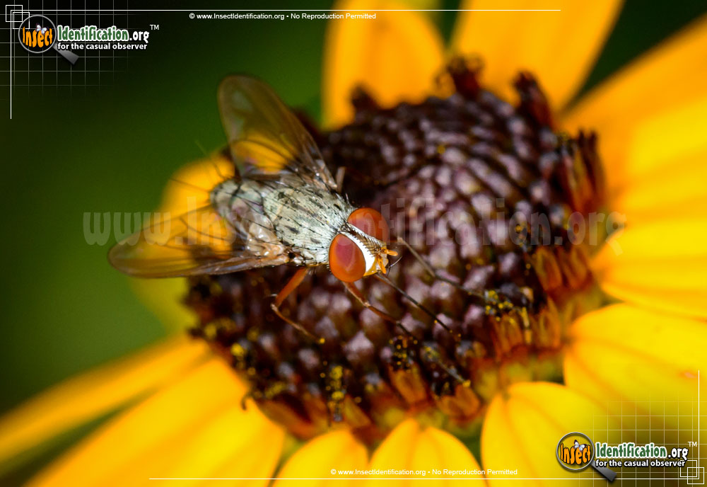 Full-sized image #2 of the Parasitic-Fly
