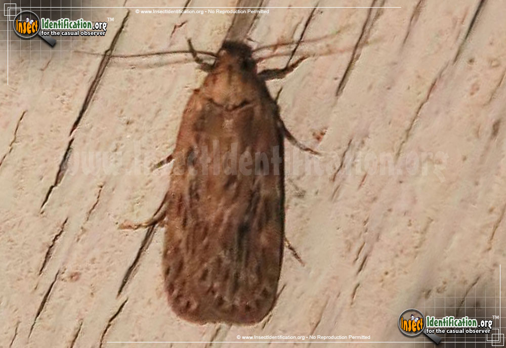 Full-sized image of the Parsnip-Webworm-Moth