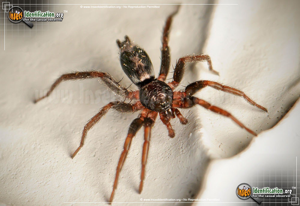 Full-sized image #8 of the Parson-Spider