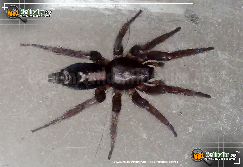 Full-sized image #5 of the Parson-Spider