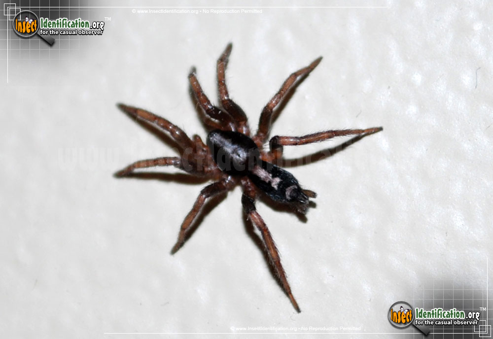 Full-sized image #2 of the Parson-Spider