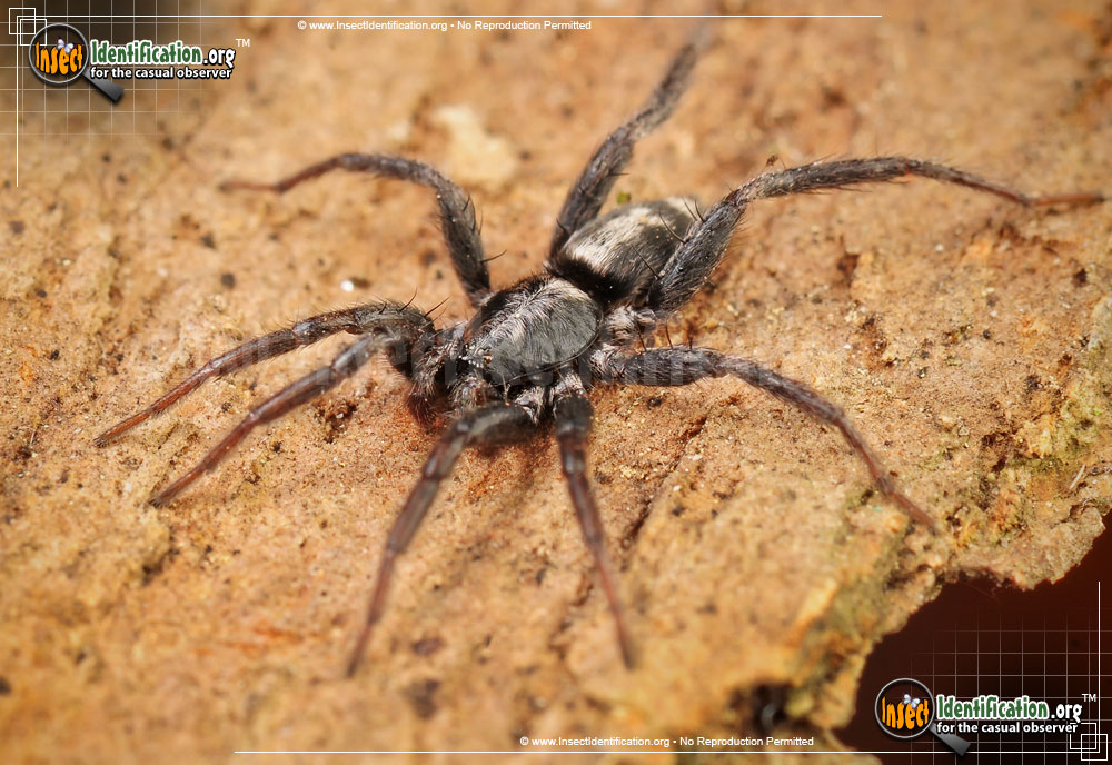 Full-sized image #7 of the Parson-Spider