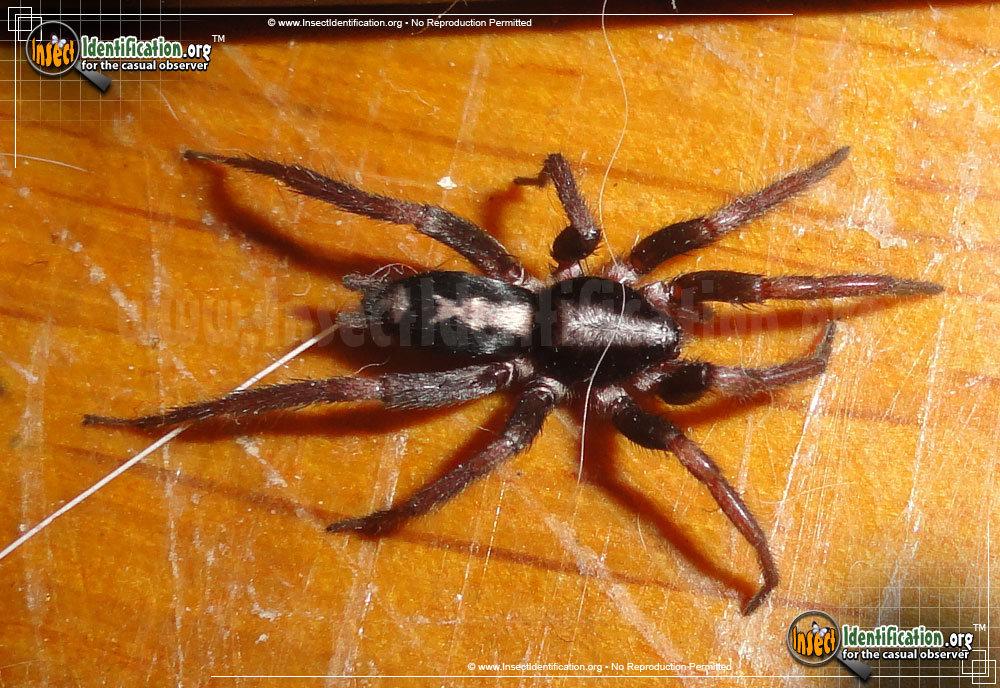 Full-sized image #9 of the Parson-Spider
