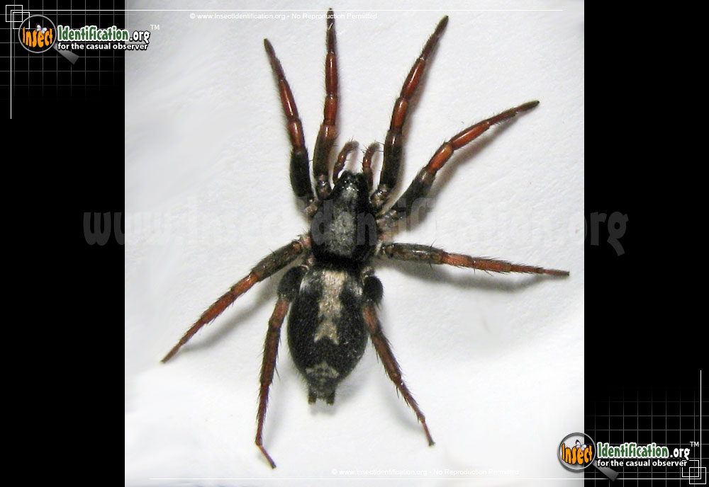 Full-sized image #4 of the Parson-Spider