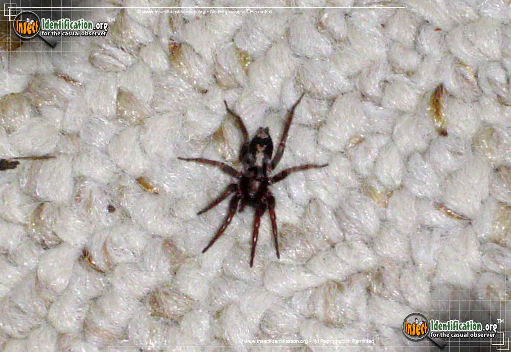 Full-sized image #10 of the Parson-Spider
