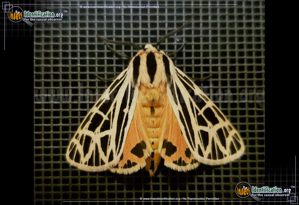Full-sized image #5 of the Parthenice-Tiger-Moth