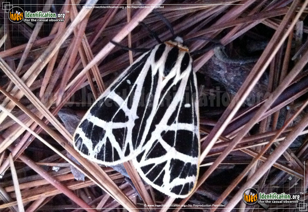 Full-sized image #4 of the Parthenice-Tiger-Moth