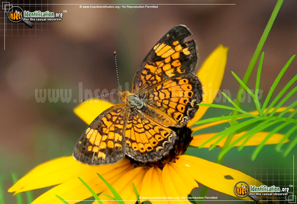 Full-sized image #2 of the Pearl-Crescent-Butterfly