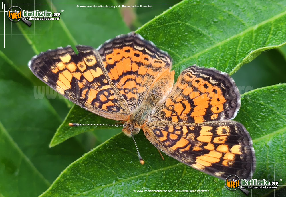 Full-sized image #4 of the Pearl-Crescent-Butterfly