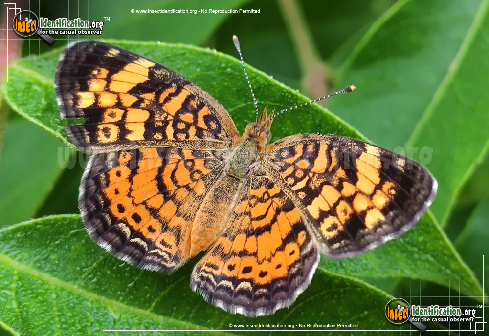Pearl Crescent Butterfly Phyciodes Tharos
