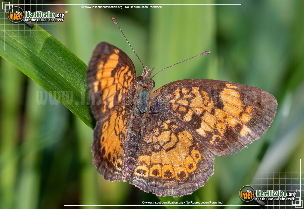 Full-sized image #5 of the Pearl-Crescent-Butterfly