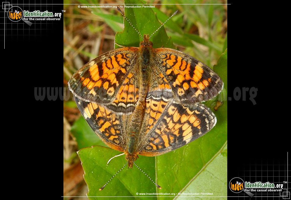 Full-sized image #2 of the Pearl-Crescent-Butterfly