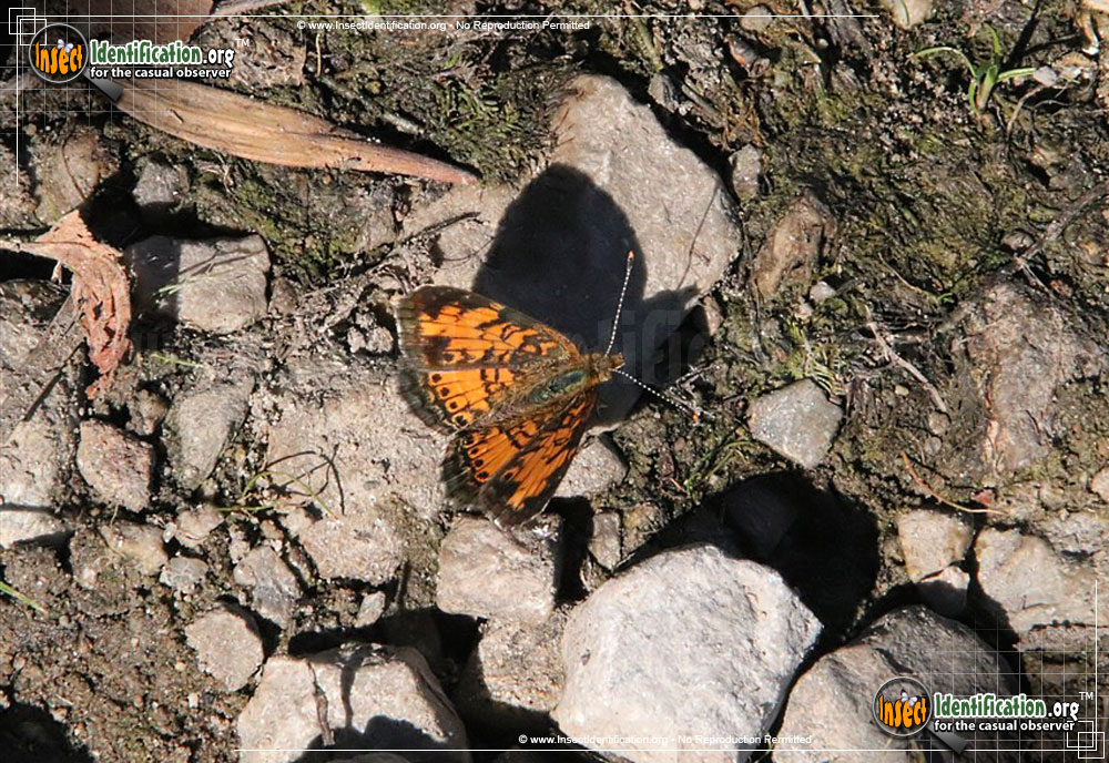 Full-sized image #7 of the Pearl-Crescent-Butterfly