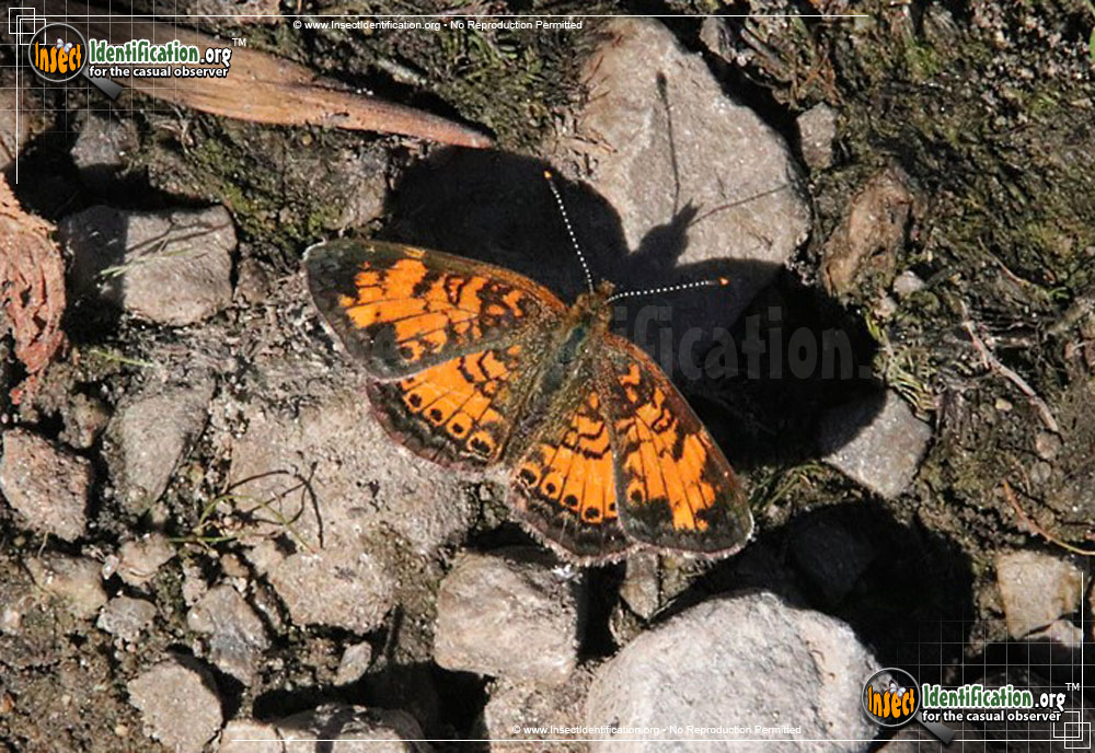 Full-sized image #8 of the Pearl-Crescent-Butterfly